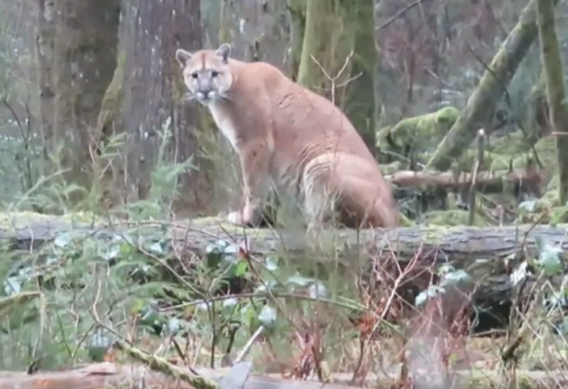 Cougar in Canada