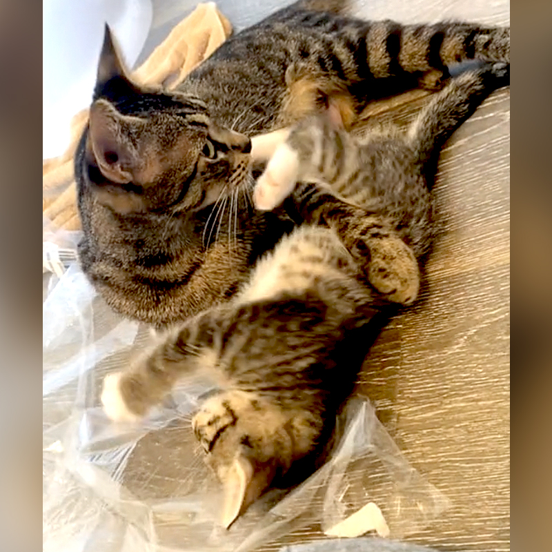 Dabrielle Joy Lowman, Washington, Mini, pregnant stray cat gives birth hours after rescue, neonates, mother cat, dabriellejoy, 6