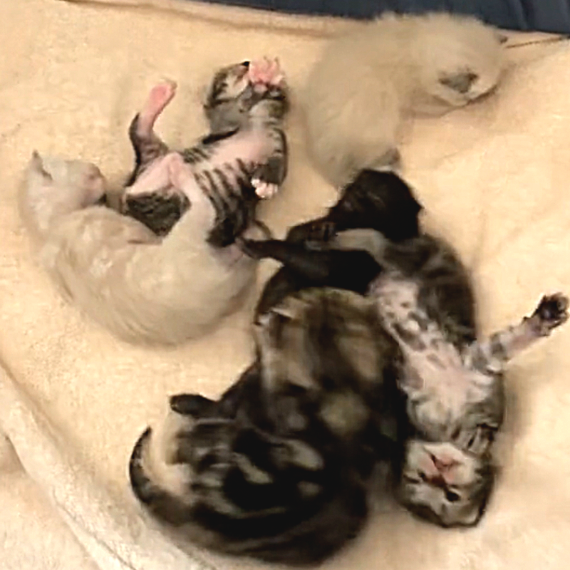 Dabrielle Joy Lowman, Washington, Mini, pregnant stray cat gives birth hours after rescue, neonates, mother cat, dabriellejoy, 2