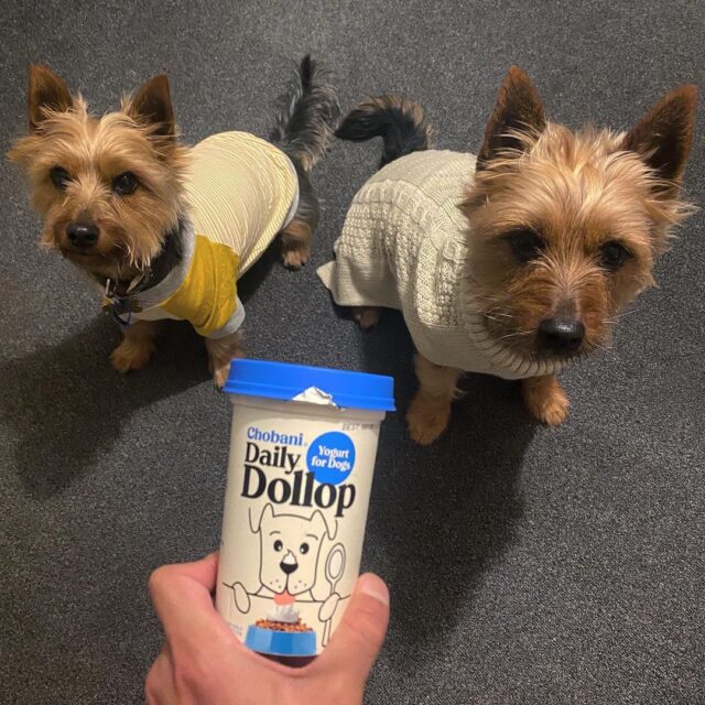 Daily Dollop Dog Yogurt