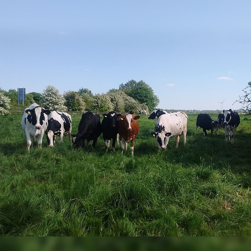 Dairy farm where Daisy lives