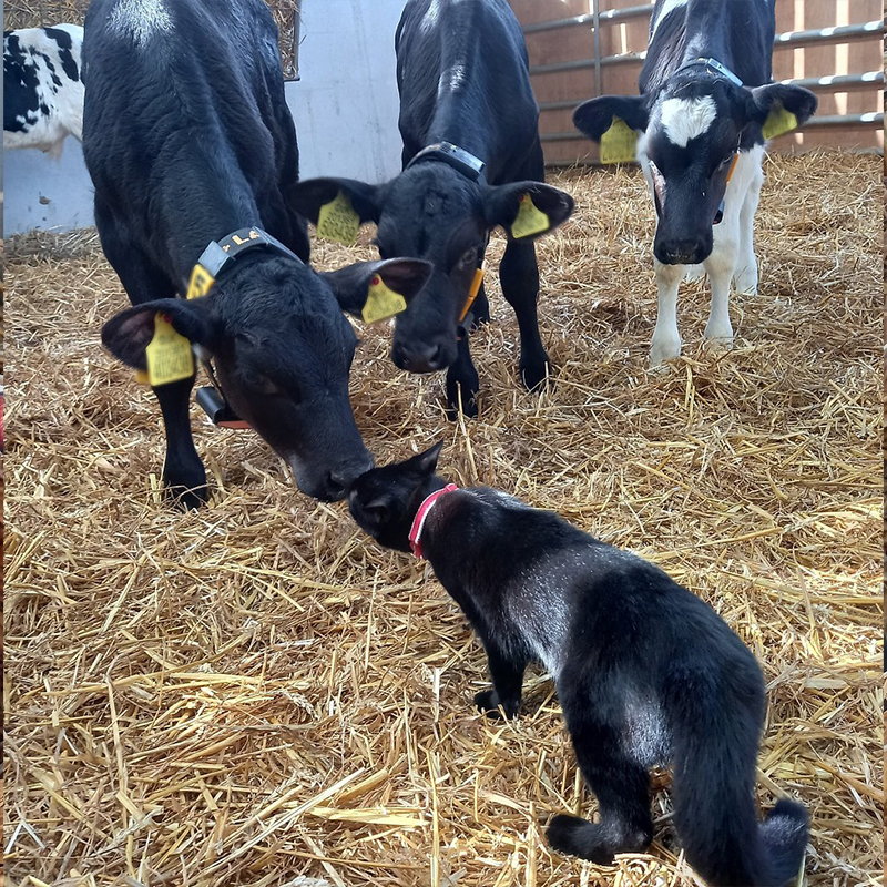 Daisy, the cat with dairy cows, RSPCA Radcliffe Animal Centre