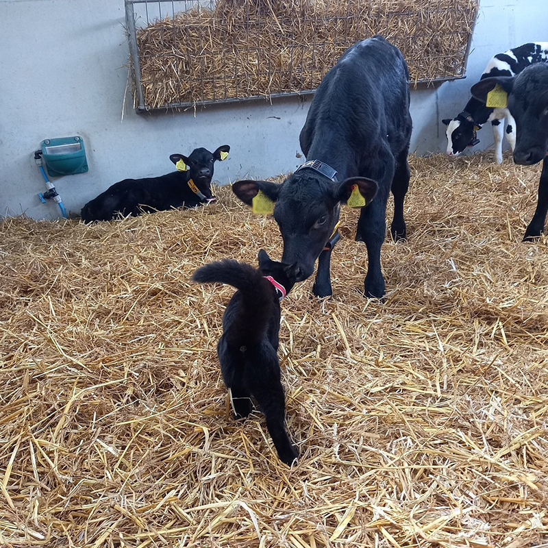 Daisy, the cat with dairy cows, RSPCA Radcliffe Animal Centre