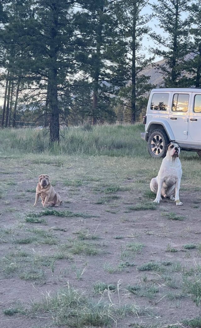 Darla Shar Pei and Louis