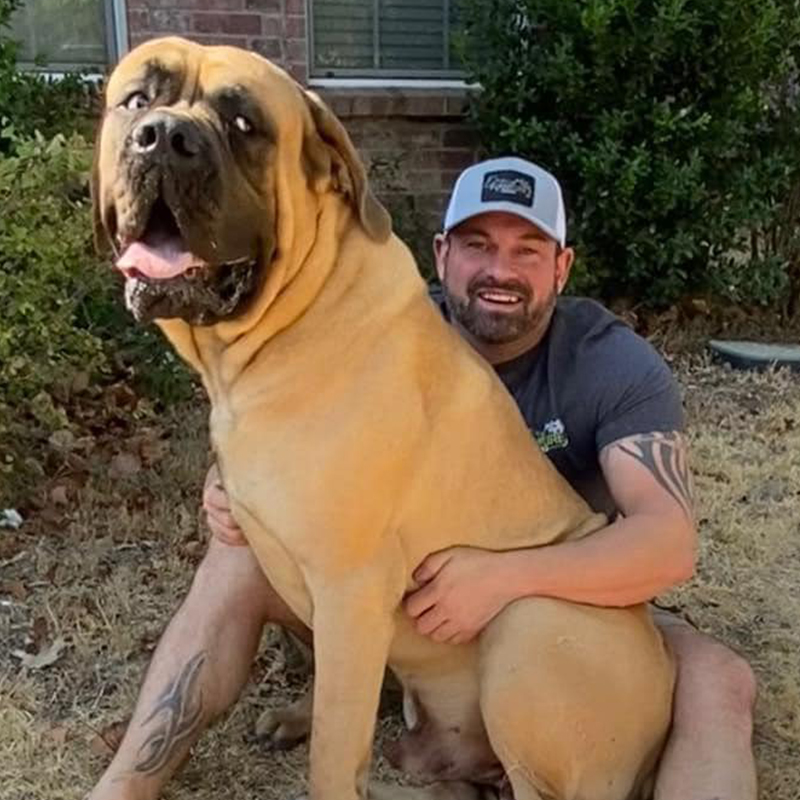 Dean and Emily Burris, Dean Furniture Artist, Justin, Texas, North Texas Barn Cats Program, Barn Cats Inc. Barn cat named Tank is super friendly, feral, semi-feral, Mastiff, Colossus, Apollo Support & Rescue for Abandoned Dogs, Colossus and Dean