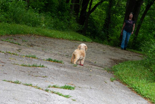 Dog Friendly Des Moines