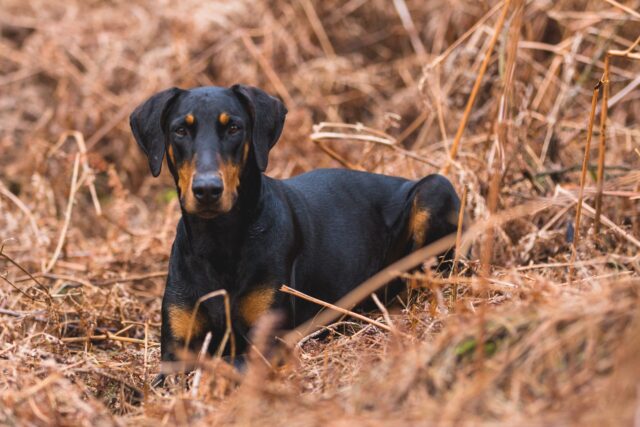 Doberman Pinscher outside