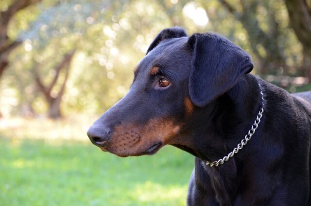 Doberman protecting