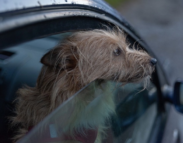 Dog In Car