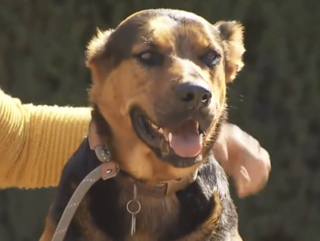 Dog Saved From LA River