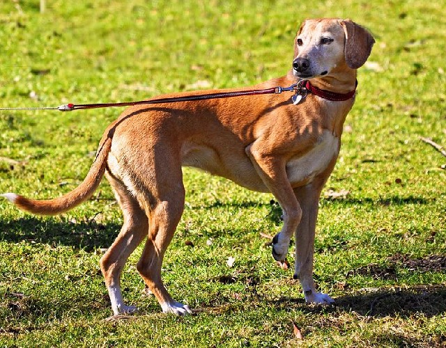 Dog on leash