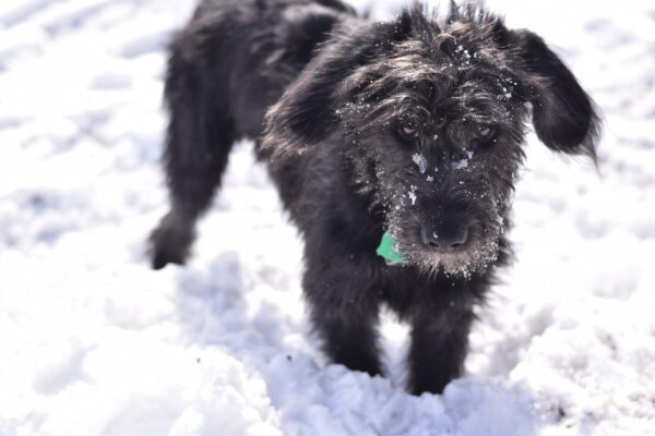 Dog Abandoned in Snow