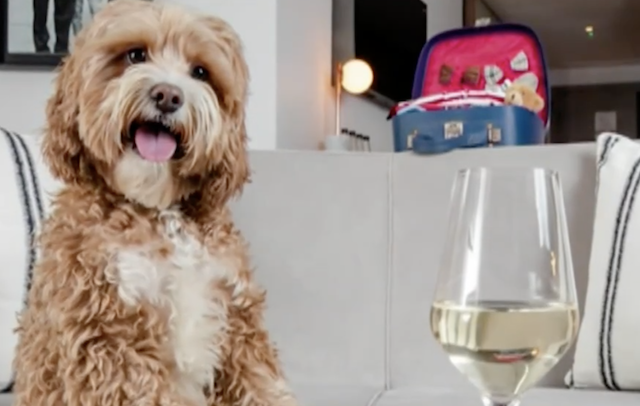 Dog drinking safe wine