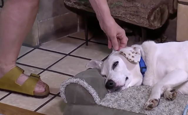 Dog saved from garage wall