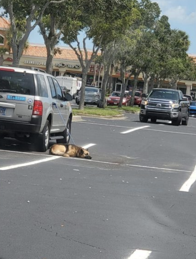 Dog Tethered to Car Handle