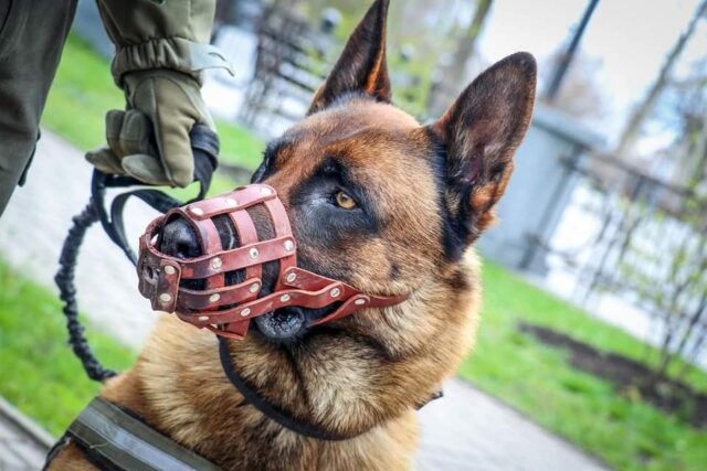 Dog abandoned by Russian troops