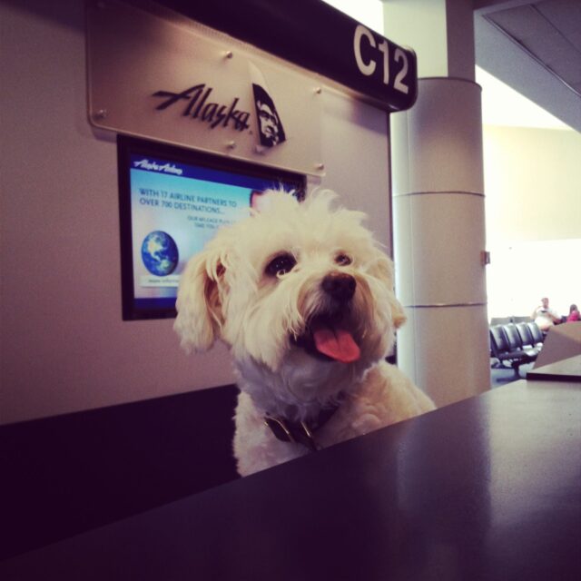 Dog airline employee