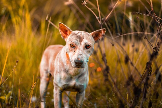 Dog among tall grass