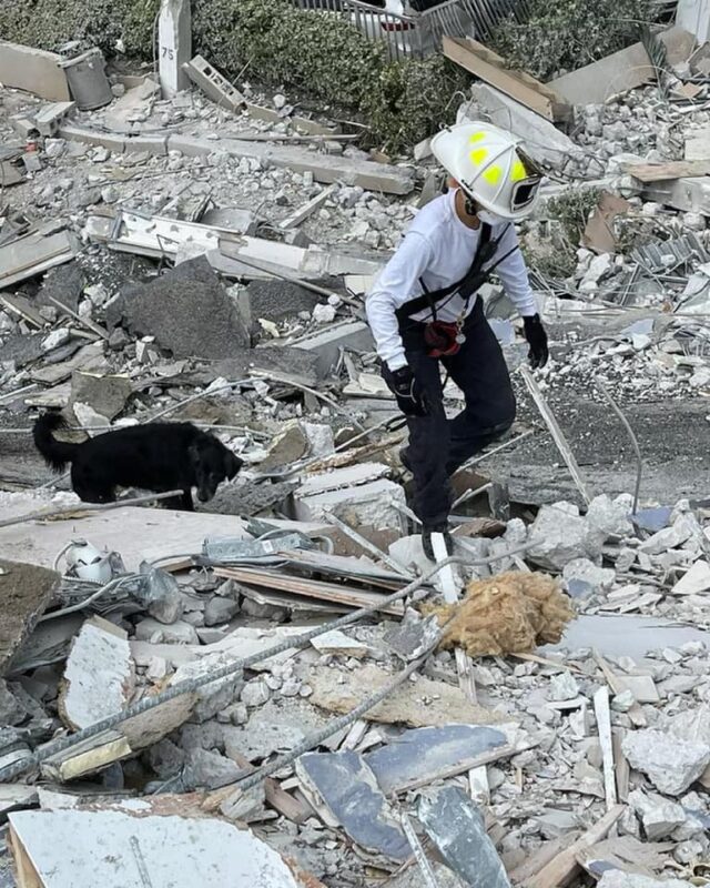 Dog and firefighter search rubble