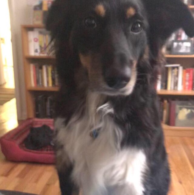 Dog at closed daycare