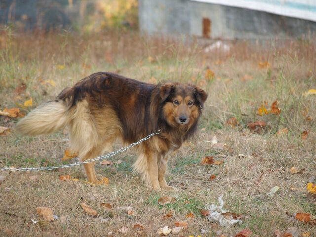 Dog chained outside