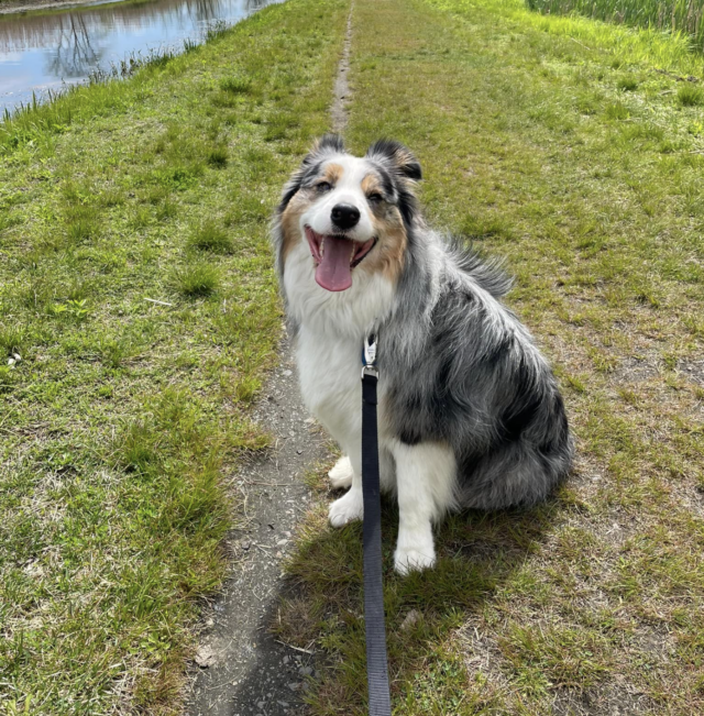 Dog going for walk