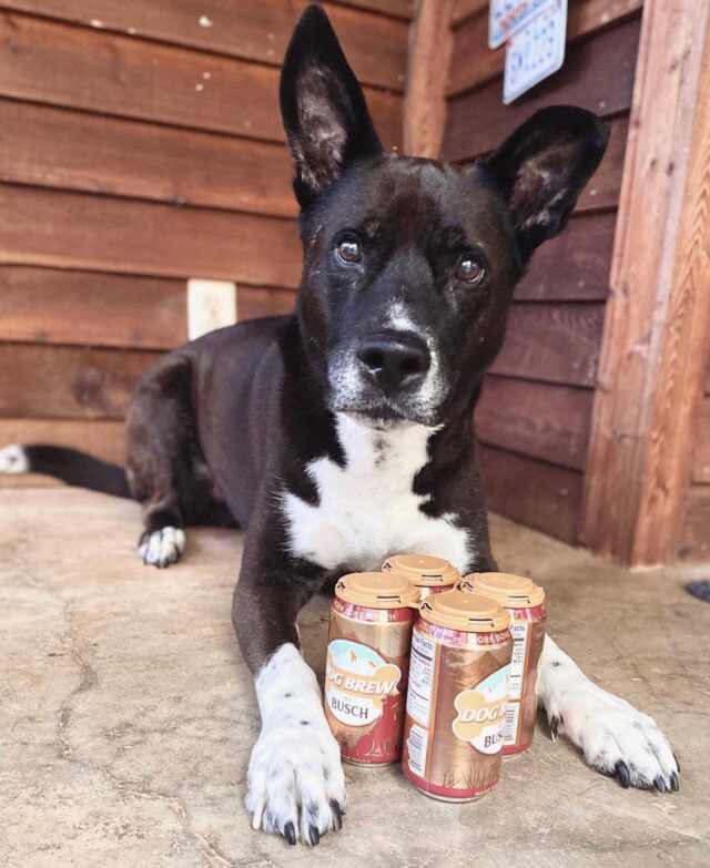 Dog holding Busch beer