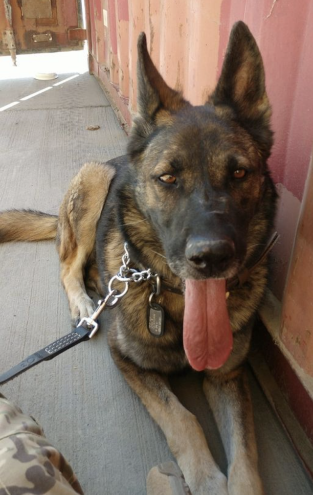 German Shepherd in Afghanistan