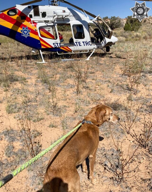 Dog in Arizona Dessert