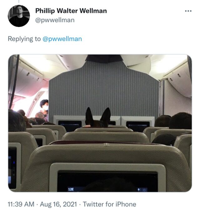 Dog in airplane seat