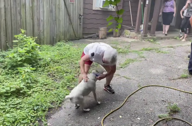 Dog in wall reunited