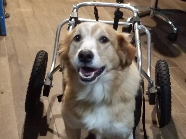 Dog in wheelchair