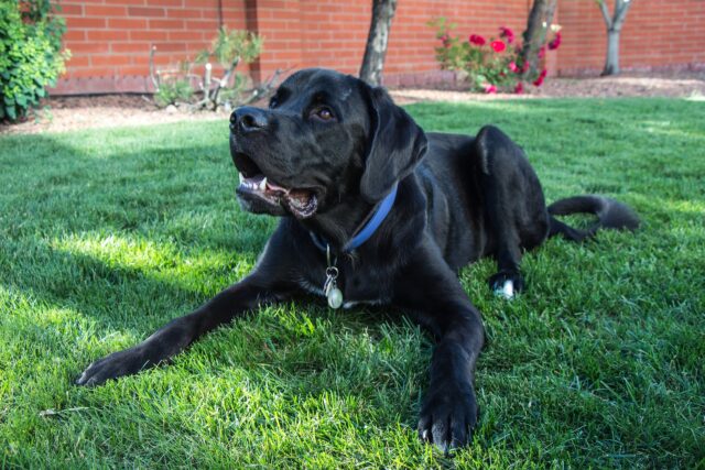 Dog laying in yard