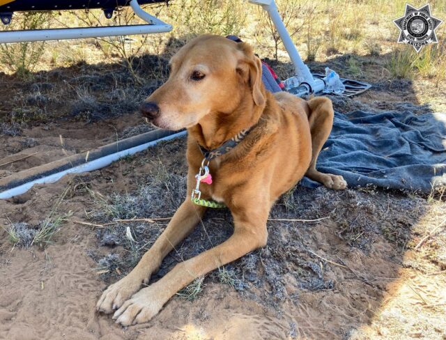 Dog near plane wreckage