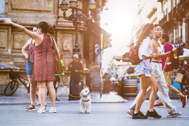 Dog on busy streets