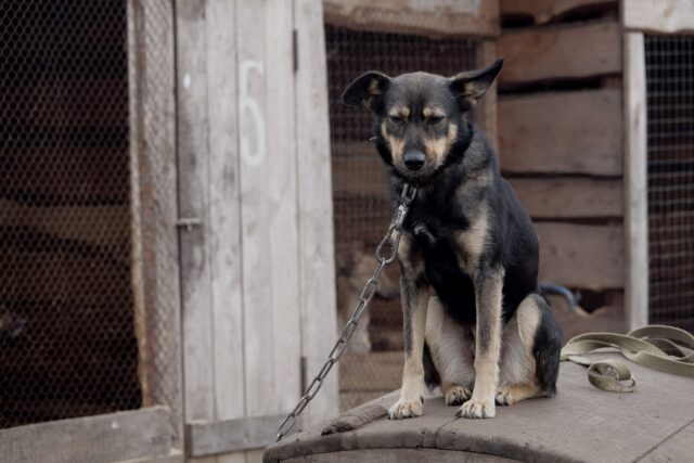 Dog on short chain