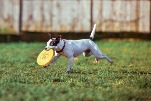 Dog playing outside