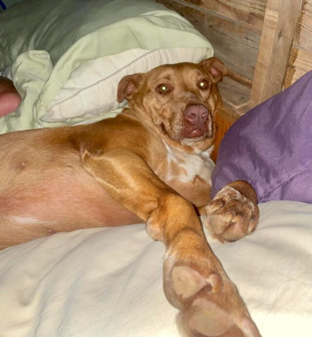 Dog relaxing in bed