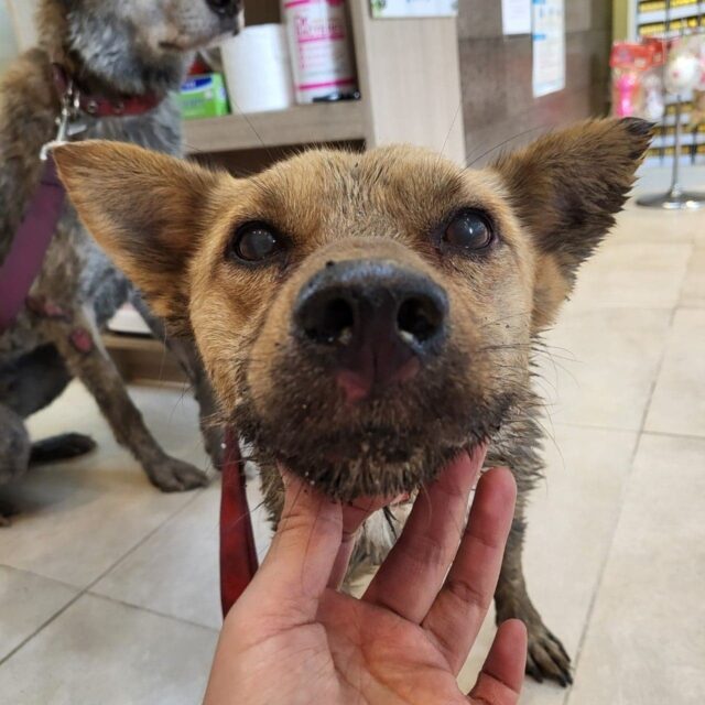 Dog saved from fire