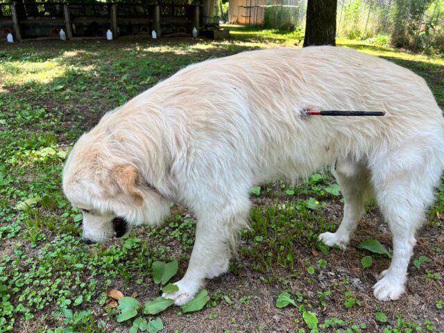 Dog shot with arrow