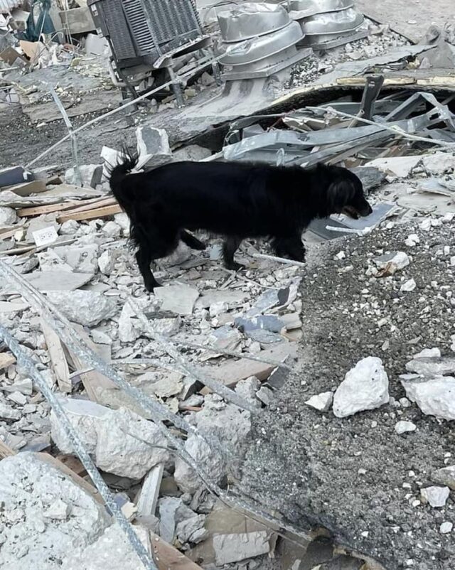 Dog sniffing rubble for life