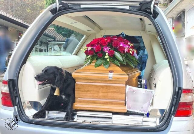 Dog stays by casket