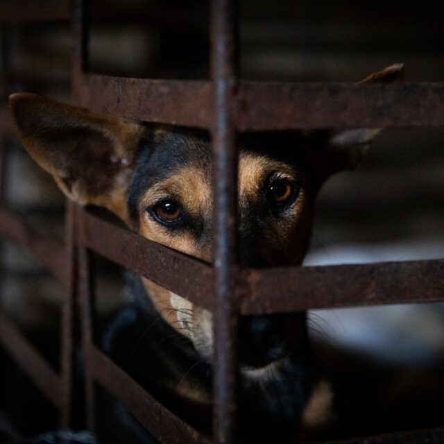 Dog trapped at slaughterrhouse