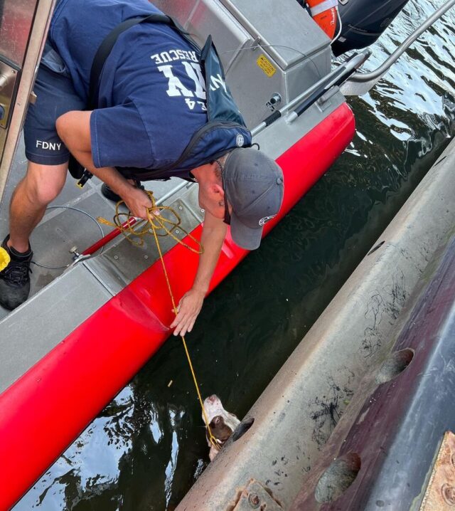 Dog trapped in NYC river