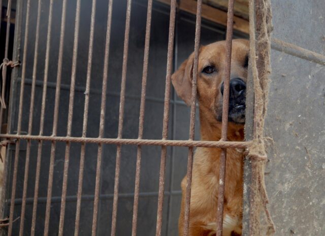 Dog waiting to be rescued