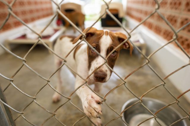 Dog waiting to get adopted