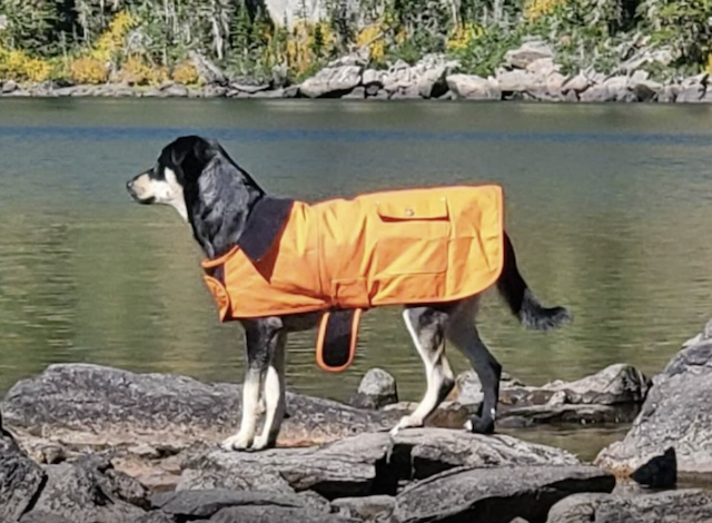 Dog wearing orange rain jacket