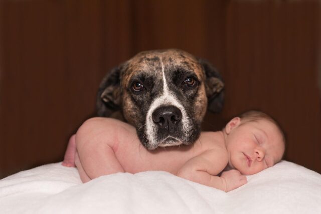 Dog with newborn baby