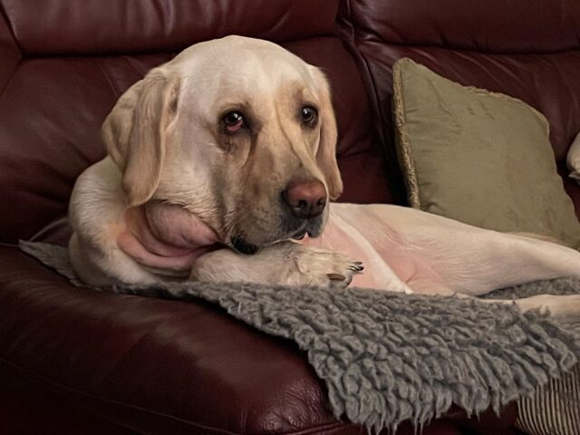 Dog with swollen throat