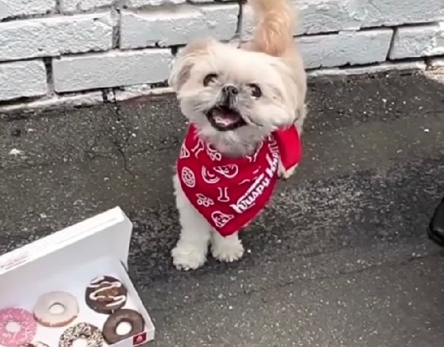 Doggy Doughnuts